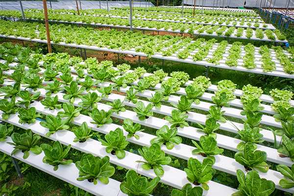 Optical Sorters for Hydroponic Greens